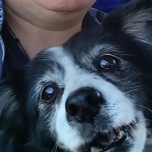 Foto de Mascota Extraviada