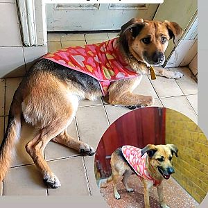 Foto de Mascota Encontrada