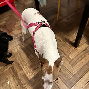 Foto de Mascota Encontrada