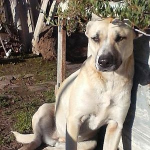 Foto de Mascota Extraviada