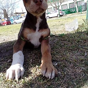 Foto de Mascota Extraviada