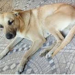 Foto de Mascota Extraviada