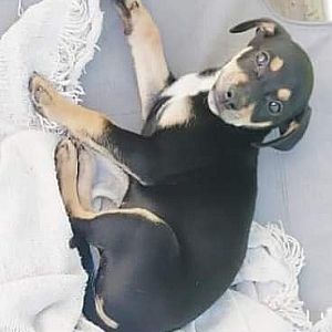 Foto de Mascota Extraviada