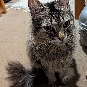 Foto de Mascota Encontrada