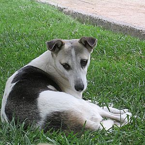 Foto de Mascota Extraviada