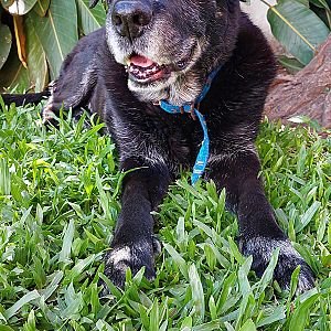 Foto de Mascota Encontrada