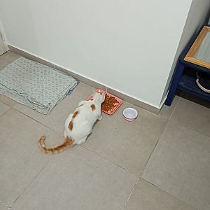 Foto de Mascota Encontrada