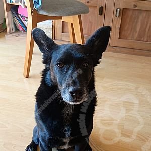 Foto de Mascota Extraviada