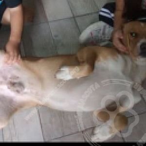 Foto de Mascota Extraviada