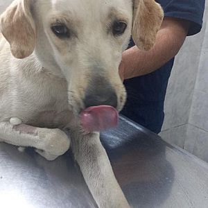 Foto de Mascota Extraviada