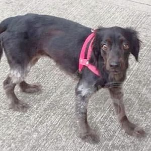 Foto de Mascota Extraviada