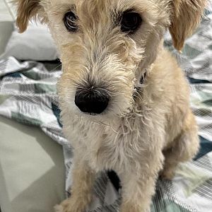 Foto de Mascota Extraviada