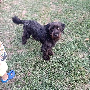 Foto de Mascota Extraviada