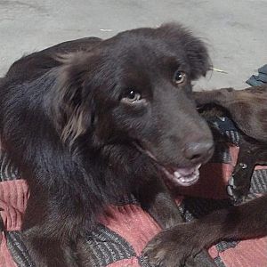 Foto de Mascota Extraviada