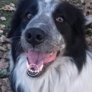 Foto de Mascota Extraviada