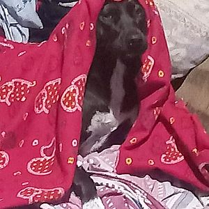 Foto de Mascota Extraviada