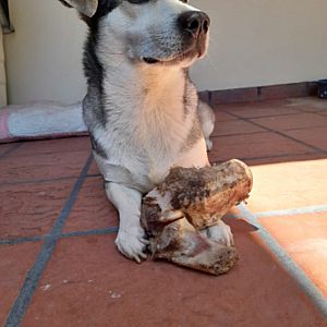 Foto de Mascota Extraviada